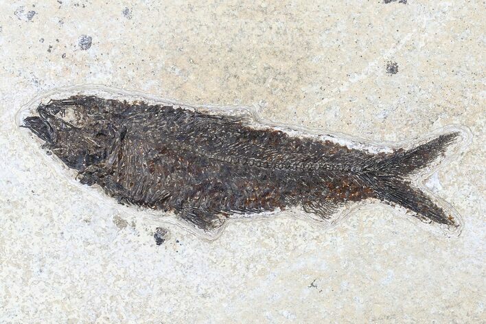 Fossil Fish (Knightia) - Green River Formation #179304